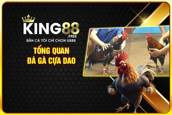 Tổng quan đá gà cựa dao Tổng quan đá gà cựa dao